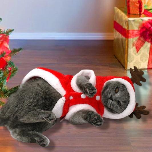 Santa Paws Is Coming to Town: The Ultimate Christmas Costume for Tiny Tails