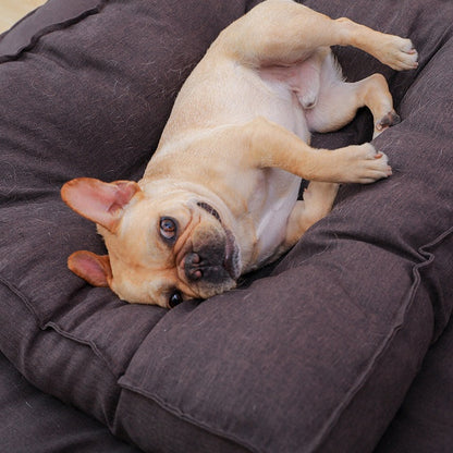 Cloud Nine Canine: The Pillow Bed That Turns Your Dog into a Snooze Master!