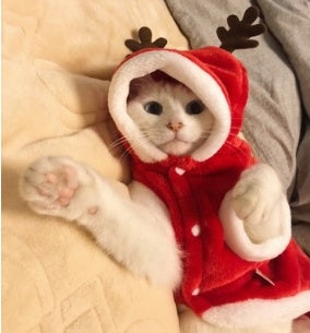 Santa Paws Is Coming to Town: The Ultimate Christmas Costume for Tiny Tails