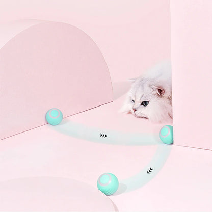 Meow-Mobile: The Remote-Controlled Cat Racer That’s More Fun Than a Laser Pointer!