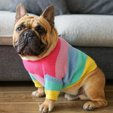 Color Me Woof: The Rainbow Sweater That Turns Your Pup Into a Walking Pot of Gold!