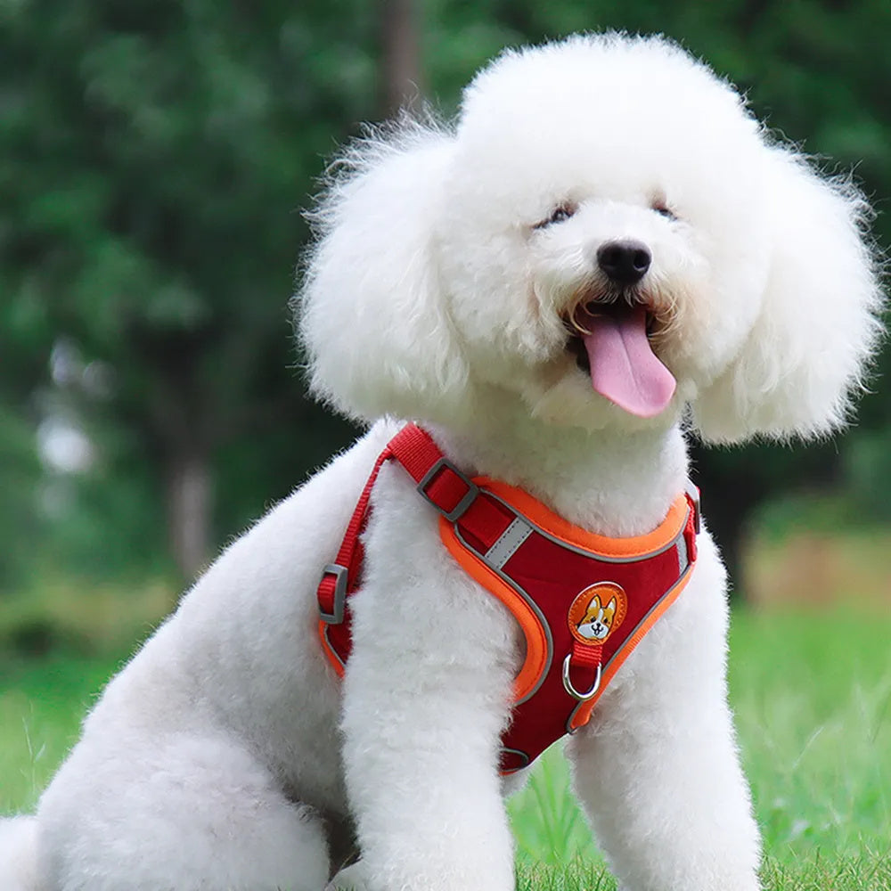 The Pup Patrol: Reflective Leash & Harness Set for Tiny Trailblazers!